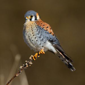 The American Kestrel, NYC Bird Alliance's mascot bird. Photo: Dan Dietrich/Audubon Photography Awards