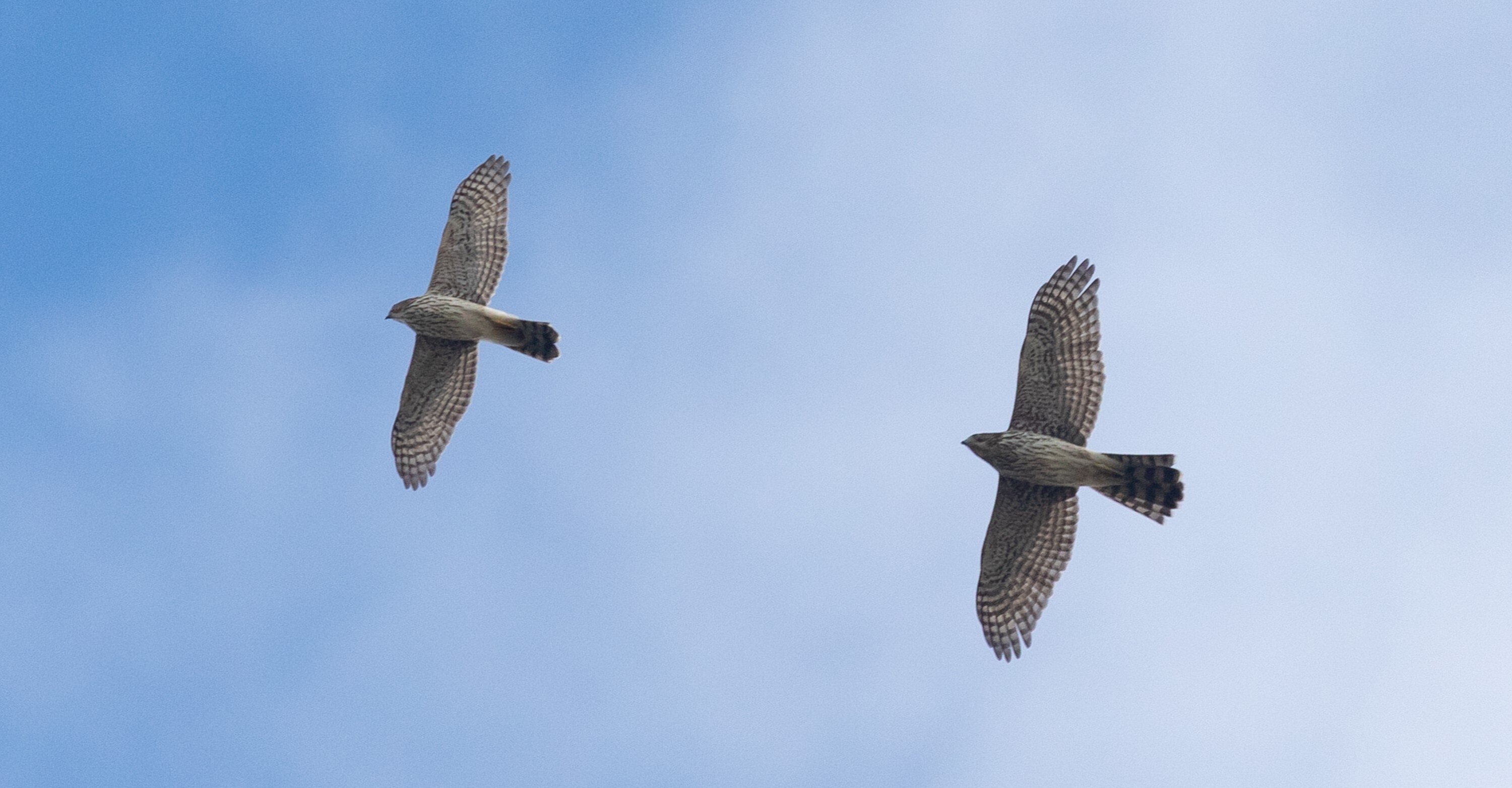 Pair of Cooper’s Hawks in Cape May, New Jersey. Photo: Ryan F Mandelbaum/CC