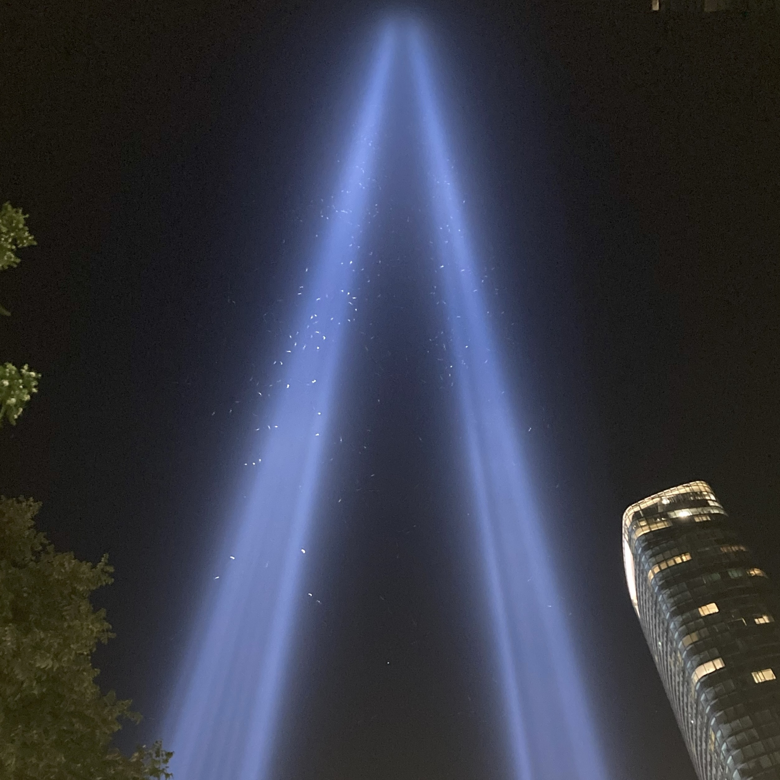 The 9/11 Tribute in Light Memorial. The tiny white specks are hundreds of birds trapped and circling within the high-power beams. Photo: NYC Bird Alliance