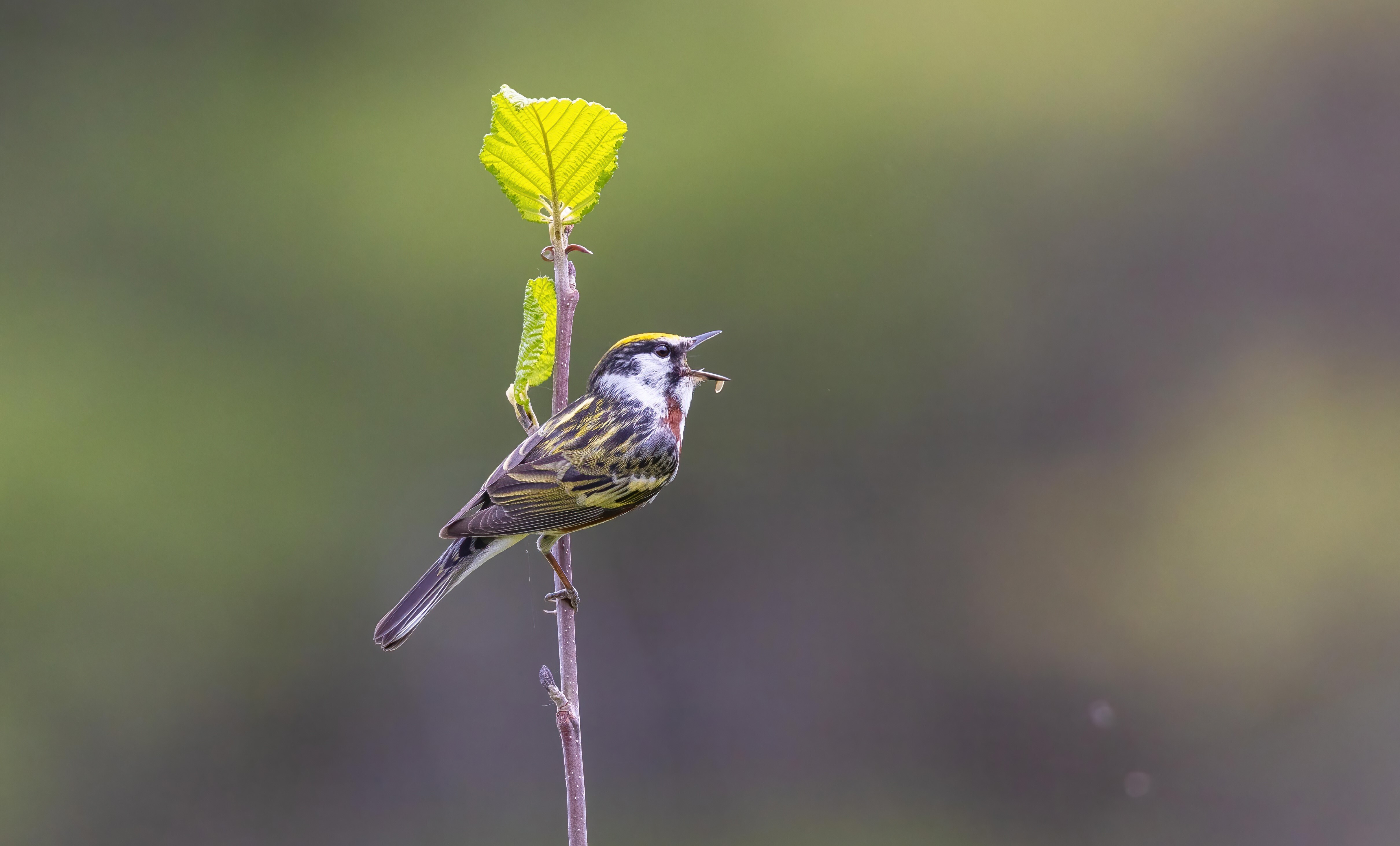 Chestnut-sided Warbler by Tomas Koeck.