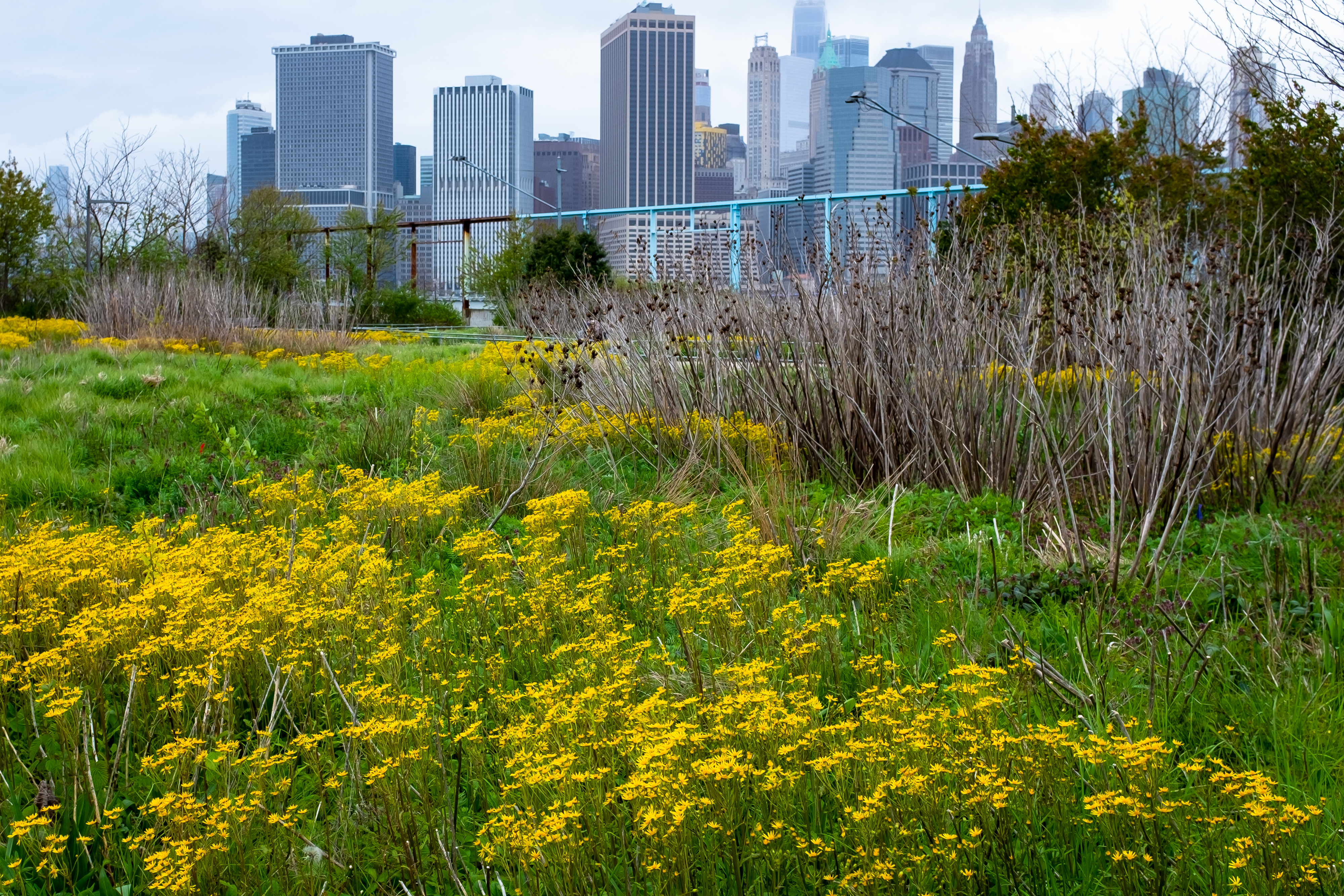 Brooklyn_Bridge_Park_Steven_Pisano_CC_BY_2.0.jpg” caption = “Native Plantings on Brooklyn Bridge Park Pier 6. Photo: Steven Pisano/CC BY 2.0
