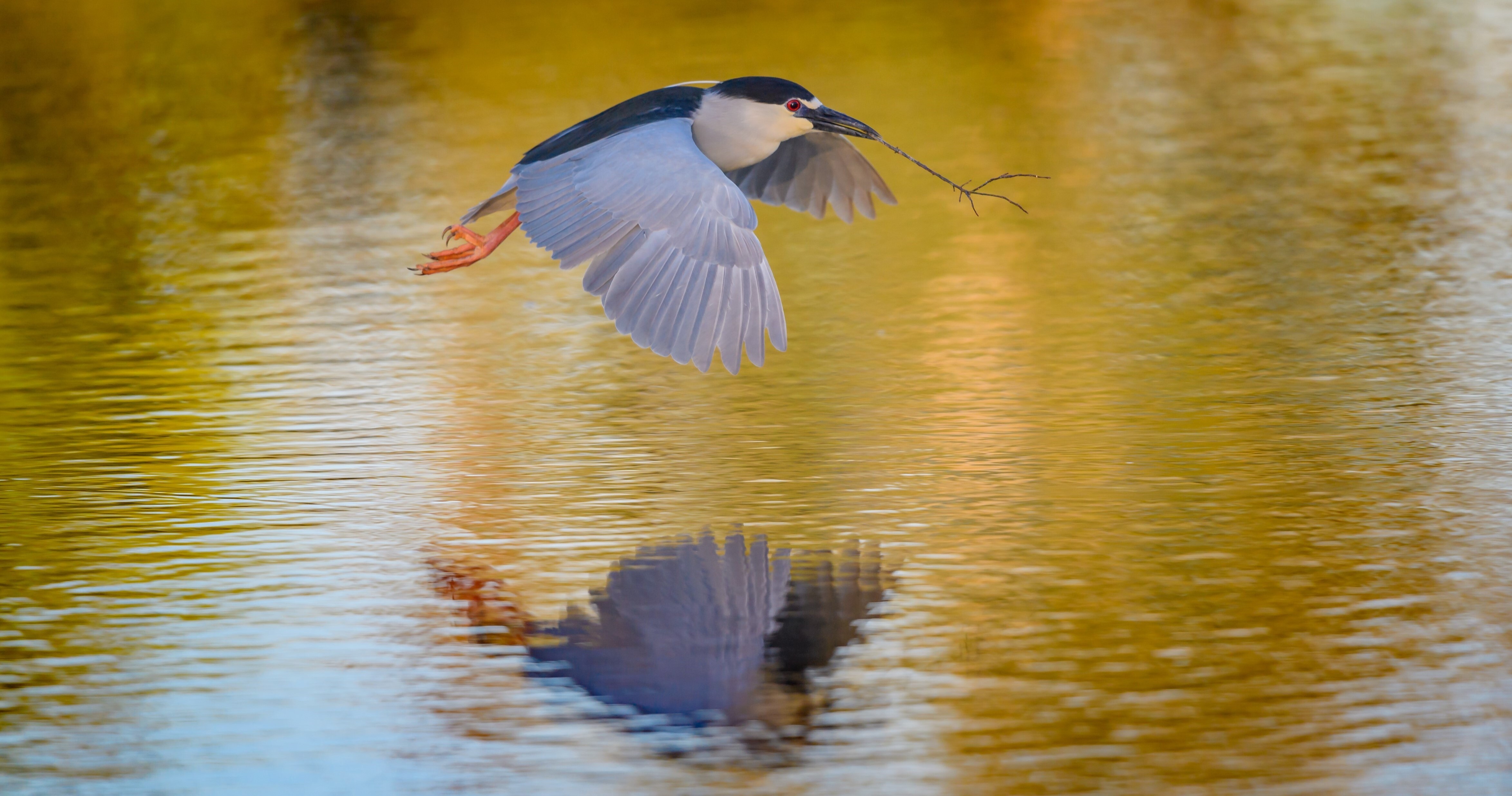Black-crowned Night Heron. Photo: Diana Ro