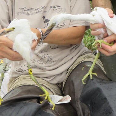 A banded fledgling Snowy Egret (left) and Little Blue Heron (right). Immature Little Blue Herons are mostly white, and can be confused with Snowy Egrets—but note the stouter bill, grayish lores (the skin between the eye and the bill), and dark wing tips of the Little Blue Heron (banded July 14, 2015). Photo: NYC Bird Alliance