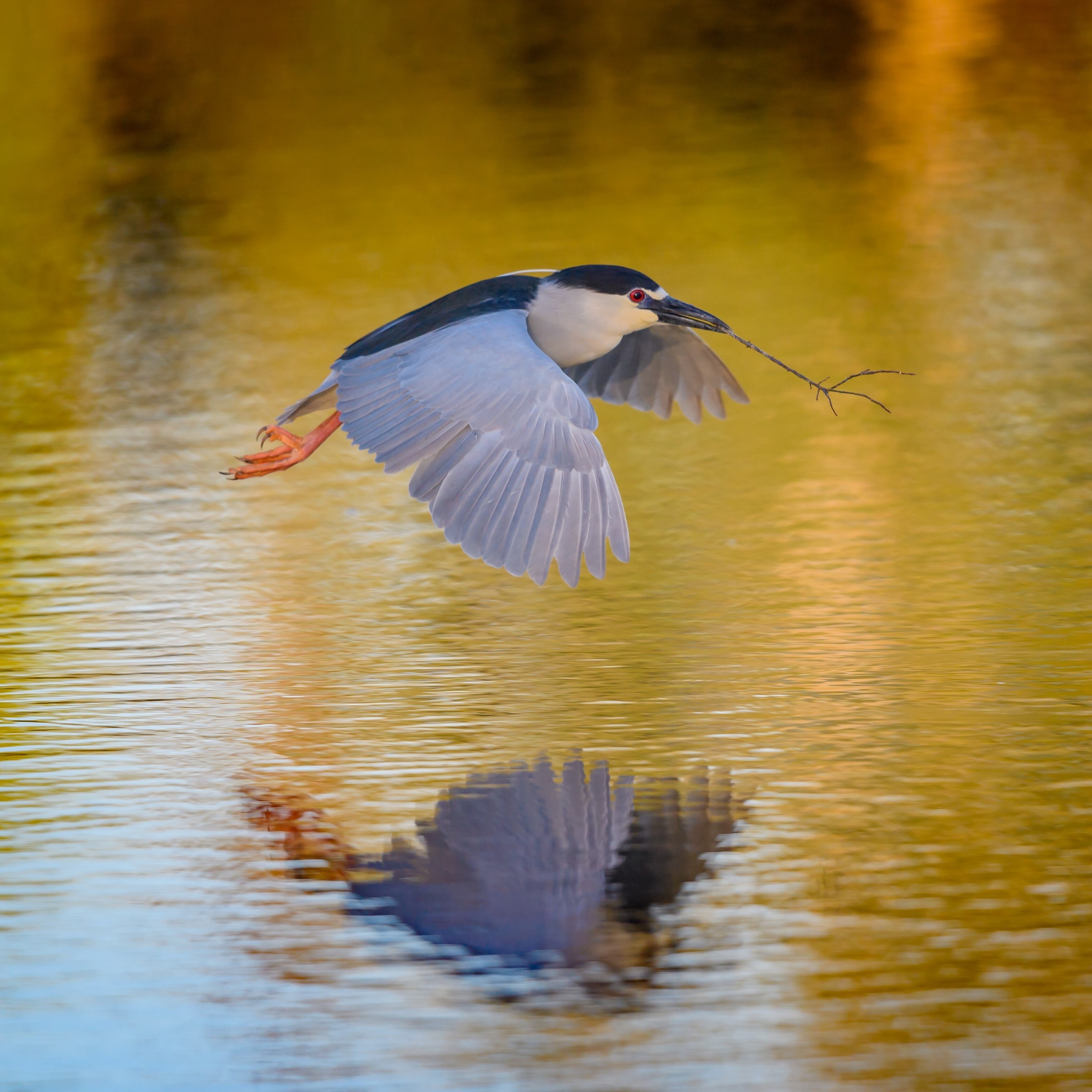 Black-crowned Night Heron. Photo: Diana Ro