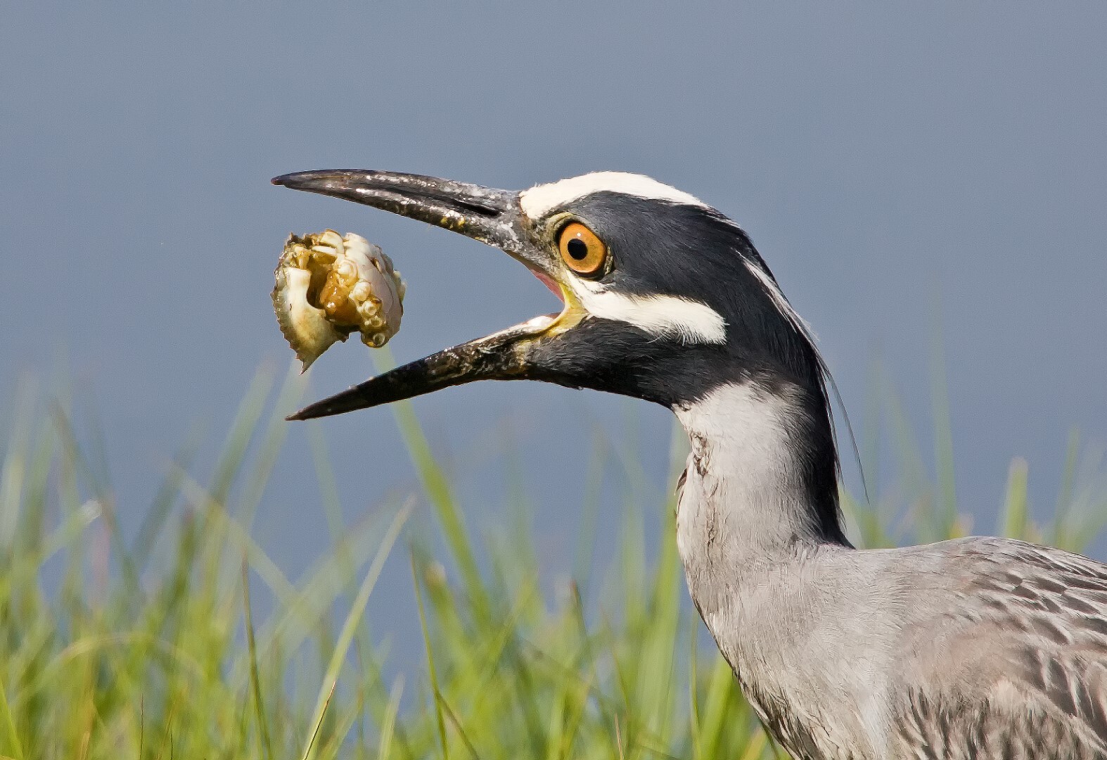 Yellow-crowned Night Heron. Photo by Lloyd Spitalnik