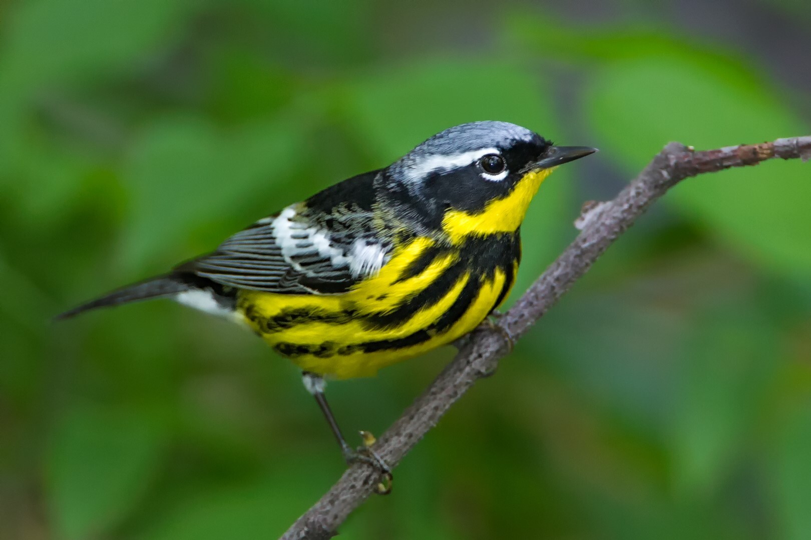 Magnolia Warbler. Photo: Lloyd Spitalnik