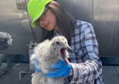 Junko Suzuki - Bird Survey Technician