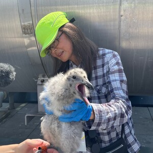 Junko Suzuki - Bird Survey Technician