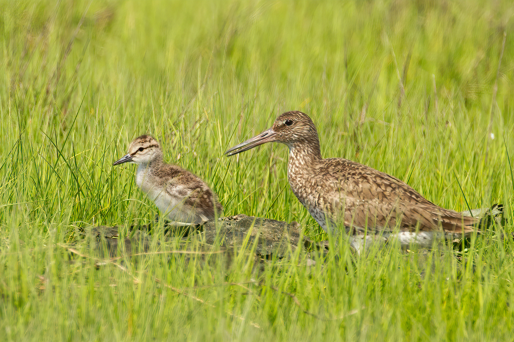 Willet parent and chick. Photo: Lloyd Spitalnik