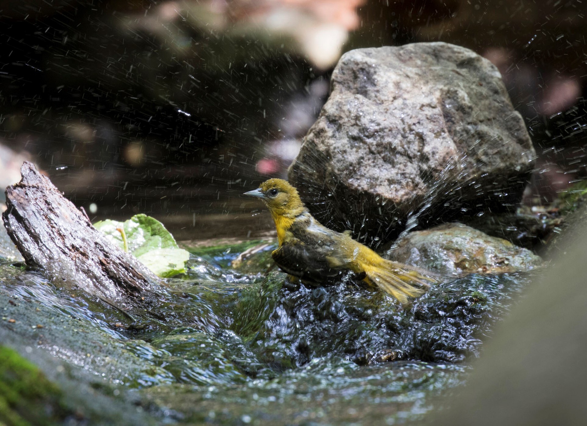 The tumbling Loch is very attractive to songbirds like this female Baltimore Oriole. Photo: <a href="https://www.fotoportmann.com/" target="_blank">François Portmann</a>