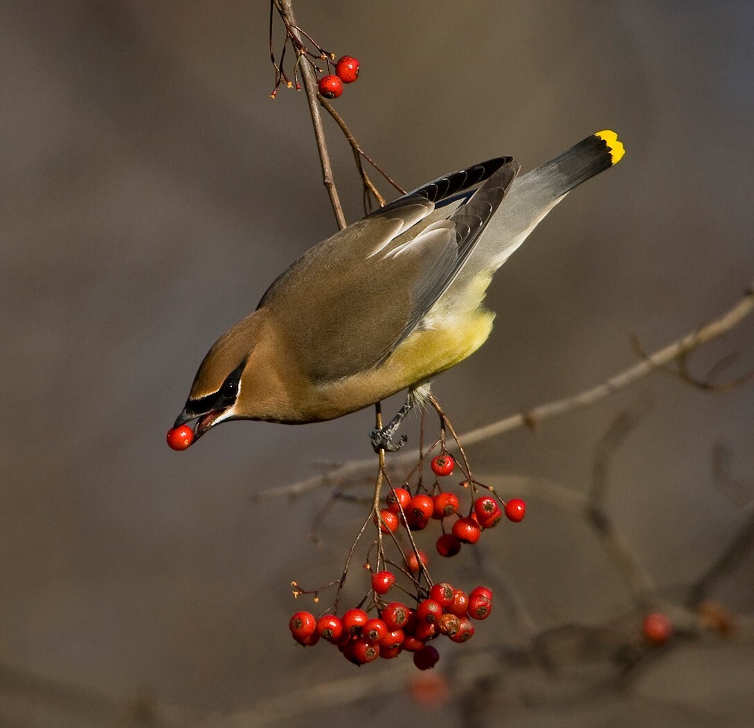 Cedar Waxwings are seen in Central Park year-round. Photo: <a href="https://www.fotoportmann.com/" target="_blank">François Portmann</a>