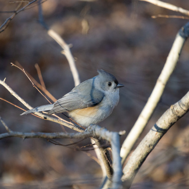 One of hundreds of Tufted Titmice counted during the Christmas Bird Count at Central Park in 2022. Photo: NYC Bird Alliance